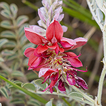 Indigofera mollicoma